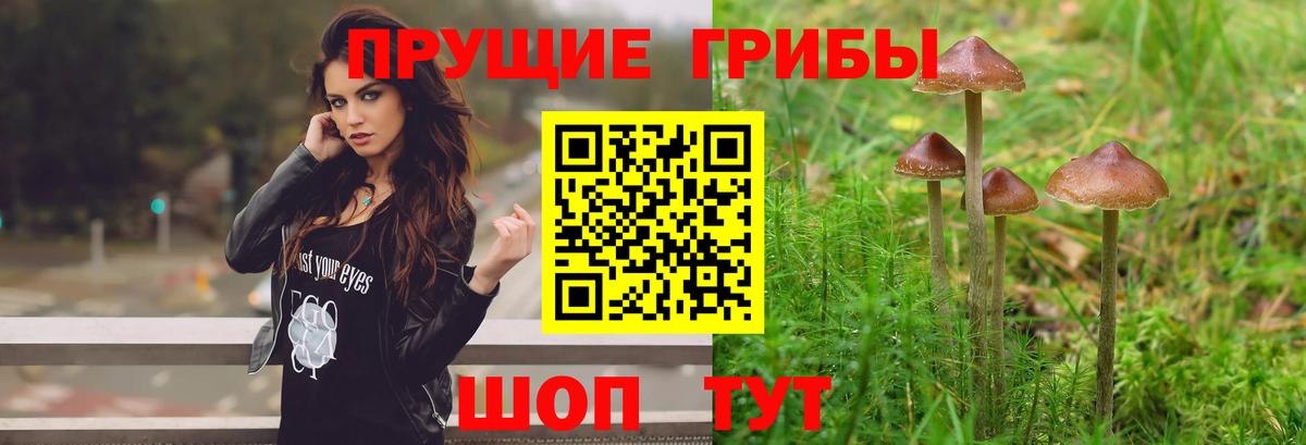 Псилоцибиновые грибы Cubensis Хабаровск